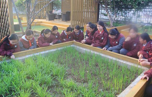 了解韭菜和葱的特点 了解韭菜和葱的特点